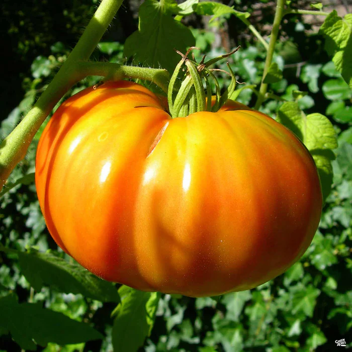 1461-tomato-kellogg-s-breakfast-1.webp Tomato 'Kellogg's Breakfast'