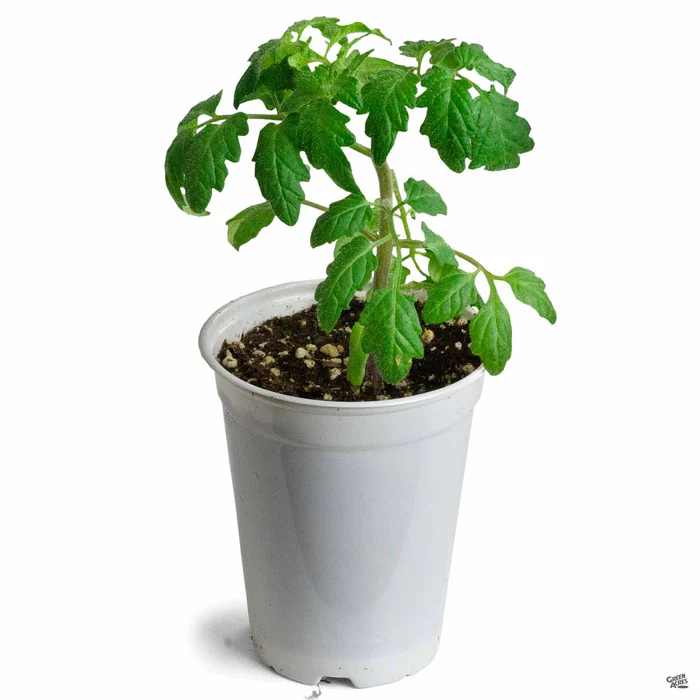 1461-tomato-kellogg-s-breakfast-2.webp Tomato 'Kellogg's Breakfast'