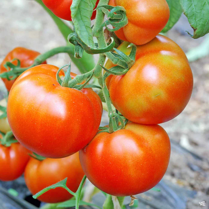 Tomato 'Momotaro'