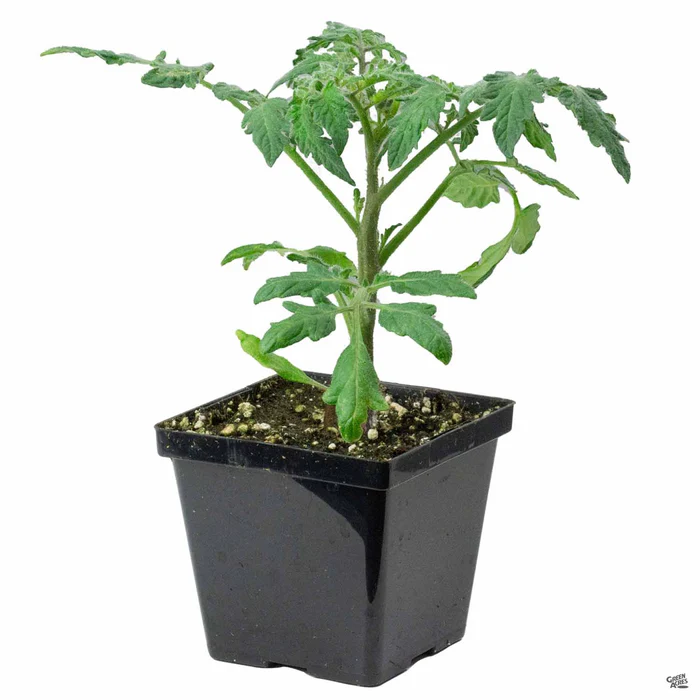 Tomato 'Momotaro'