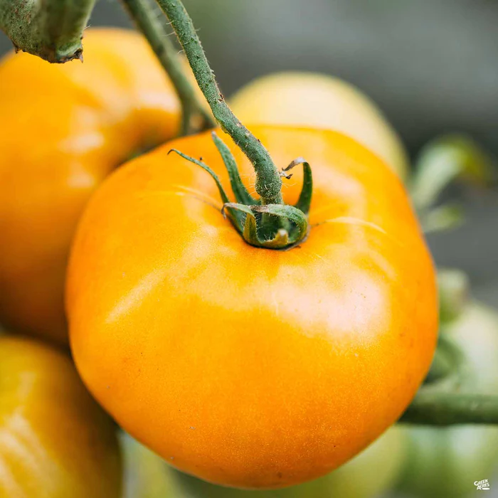 Tomato 'Lemon Boy'