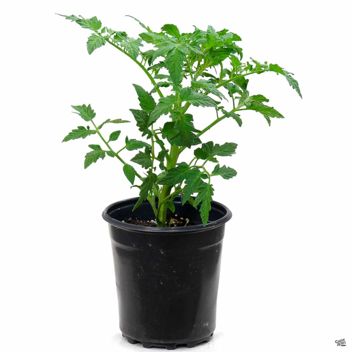 Tomato 'Lemon Boy'