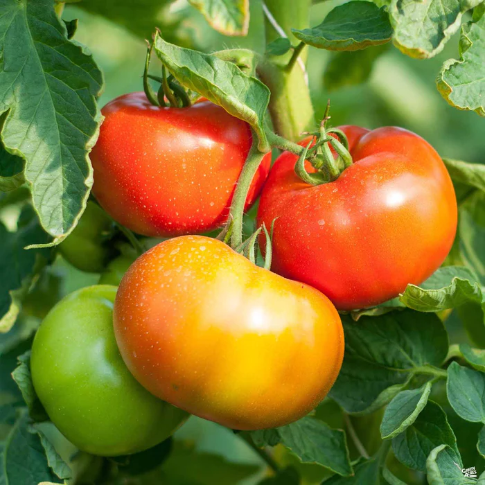 1466-tomato-mortgage-lifter-1.webp Tomato 'Mortgage Lifter'