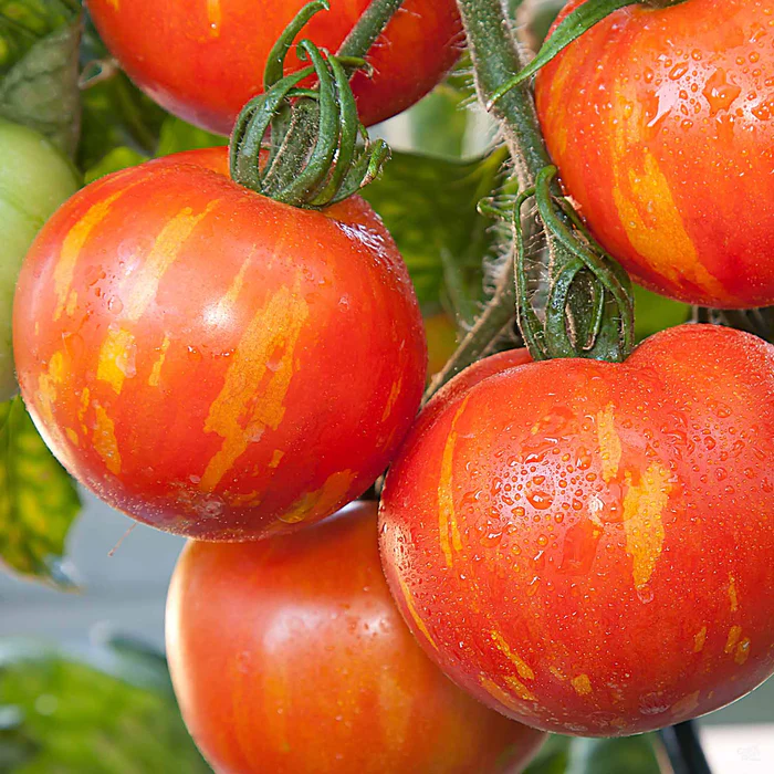 Tomato 'Mr. Stripey'