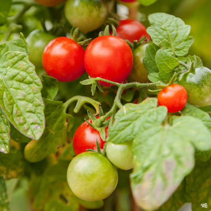 1468-tomato-patio-1.webp Tomato 'Patio'