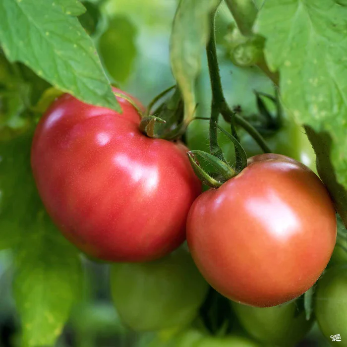 Tomato 'Pruden's Purple'