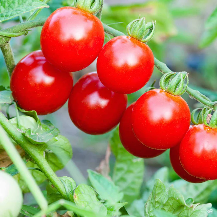 Tomato 'Red Cherry'