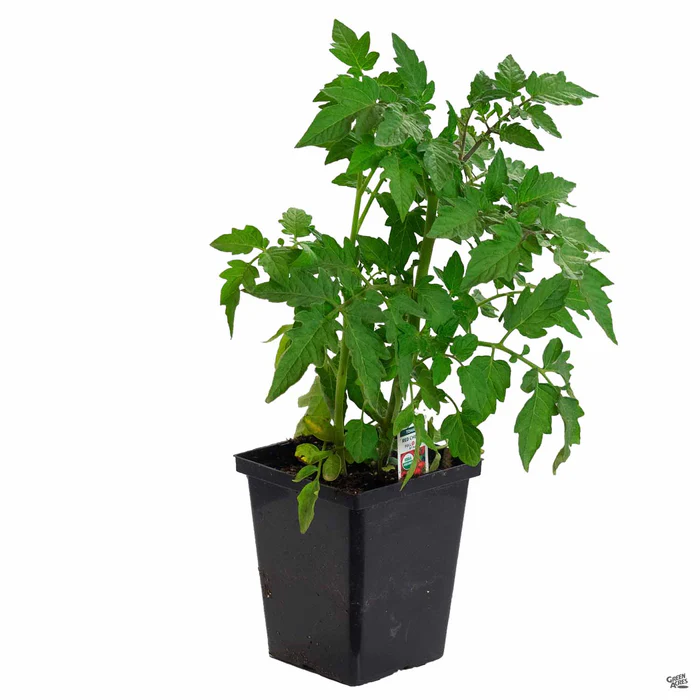 Tomato 'Red Cherry'