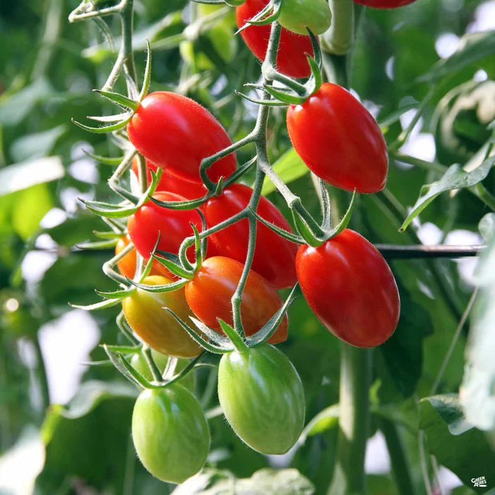Tomato 'Roma'