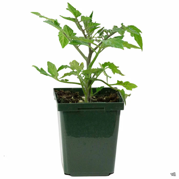 Tomato 'Roma'