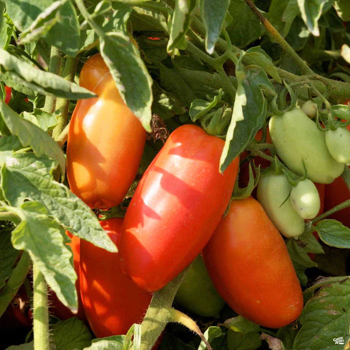 Tomato 'San Marzano'