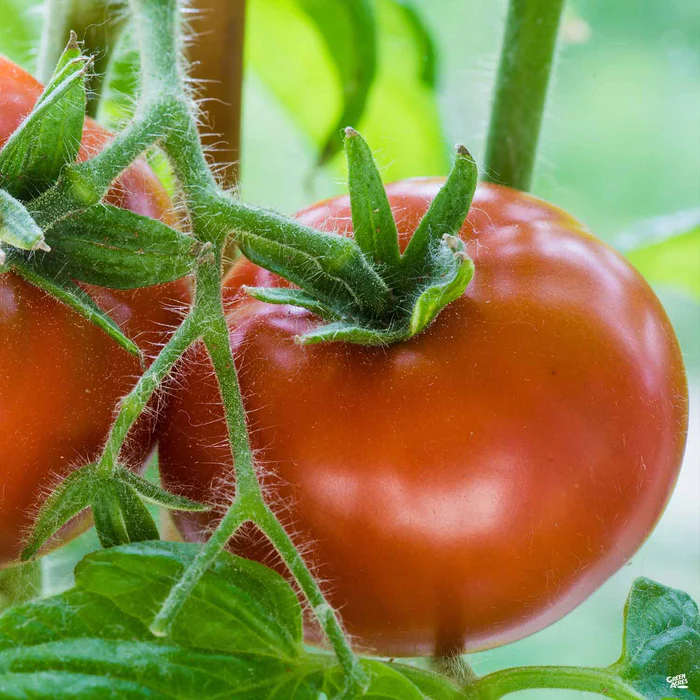 Tomato 'Shady Lady'