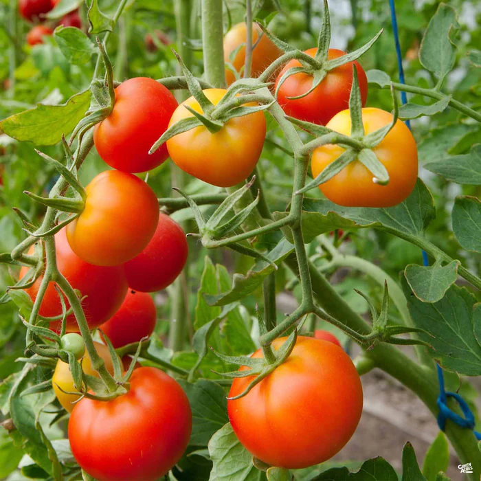 Tomato 'Stupice'
