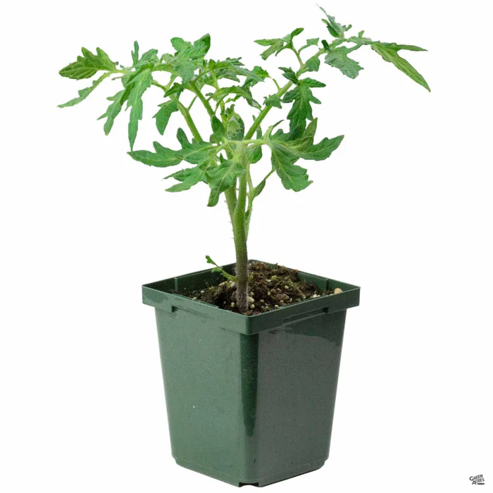 Tomato 'Stupice'