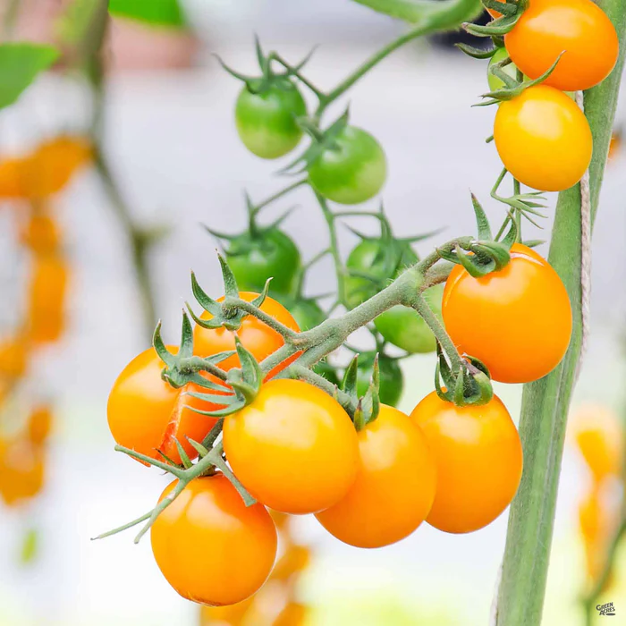 1485-tomato-sunsugar-1.webp Tomato 'Sunsugar'