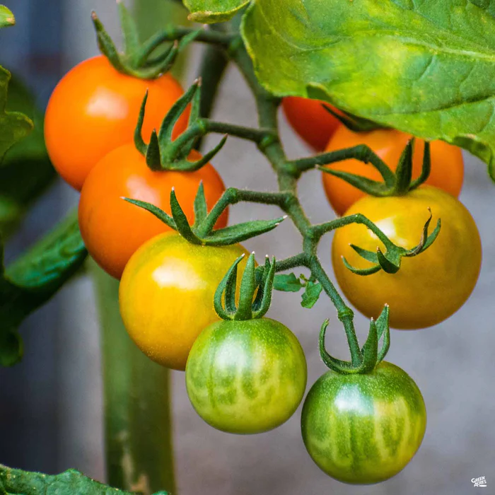 1489-tomato-sungold-1.webp Tomato 'Sungold'