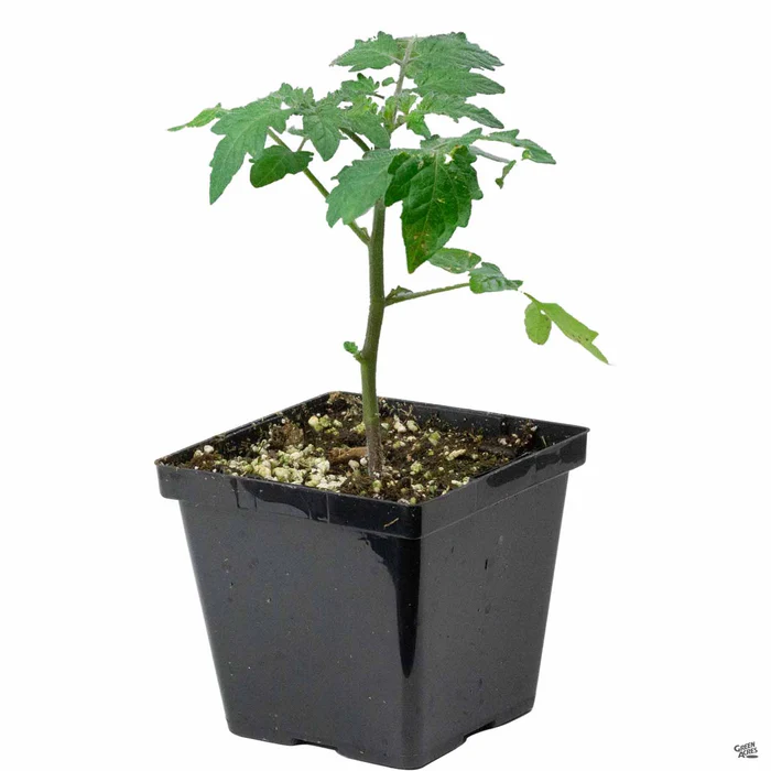 1489-tomato-sungold-2.webp Tomato 'Sungold'