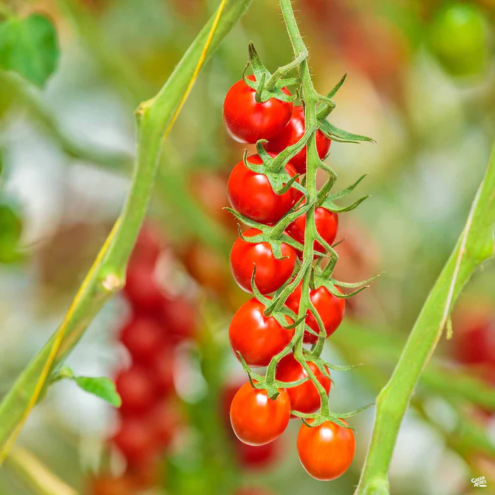 Tomato 'Sweet 100'
