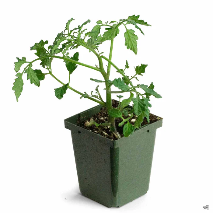 Tomato 'Sweet 100'
