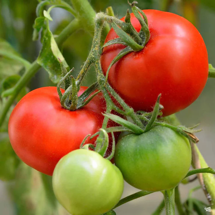 1496-tomato-whopper-1.webp Tomato 'Whopper'