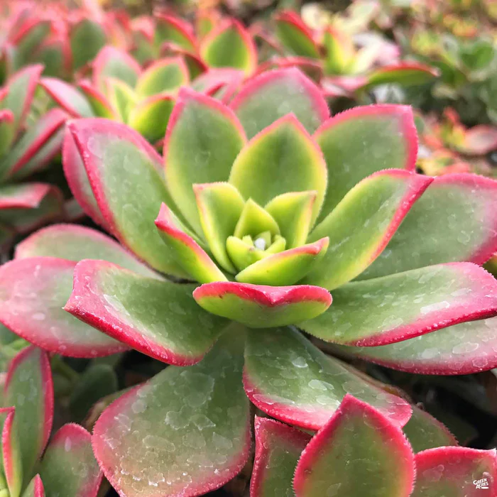 1501-aeonium-kiwi-1.webp Aeonium 'Kiwi'