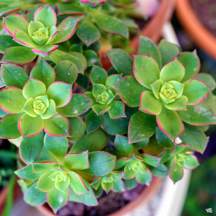 1501-aeonium-kiwi-2.webp Aeonium 'Kiwi'