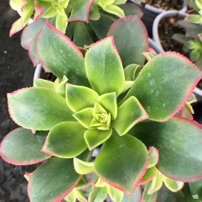 1501-aeonium-kiwi-3.webp Aeonium 'Kiwi'