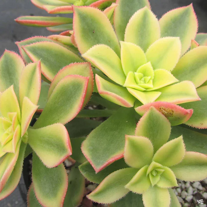 1501-aeonium-kiwi-4.webp Aeonium 'Kiwi'