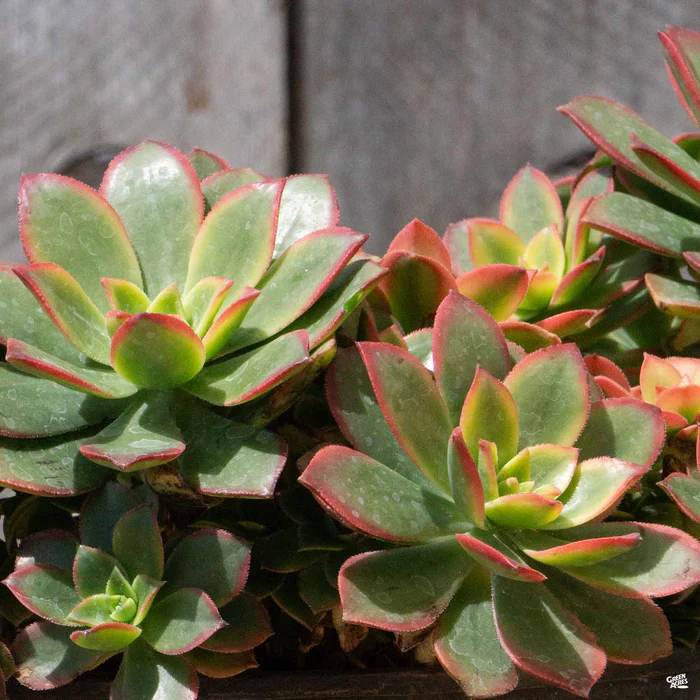 1501-aeonium-kiwi-5.webp Aeonium 'Kiwi'