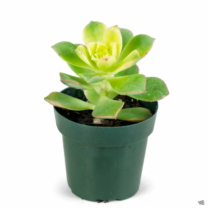 1501-aeonium-kiwi-6.webp Aeonium 'Kiwi'