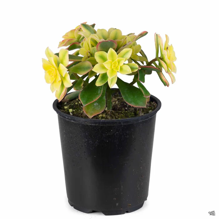 1501-aeonium-kiwi-7.webp Aeonium 'Kiwi'