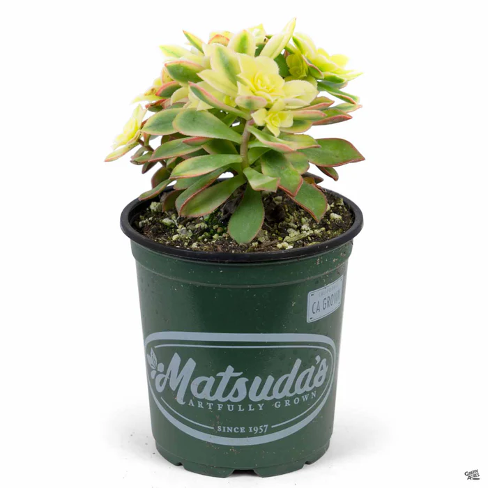 1501-aeonium-kiwi-8.webp Aeonium 'Kiwi'