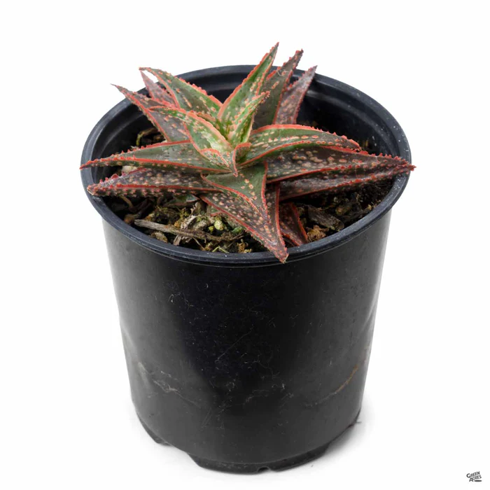 1504-aloe-bright-star-1.webp Aloe 'Bright Star'