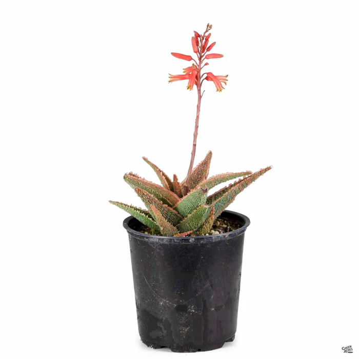 Aloe 'Green Sand'