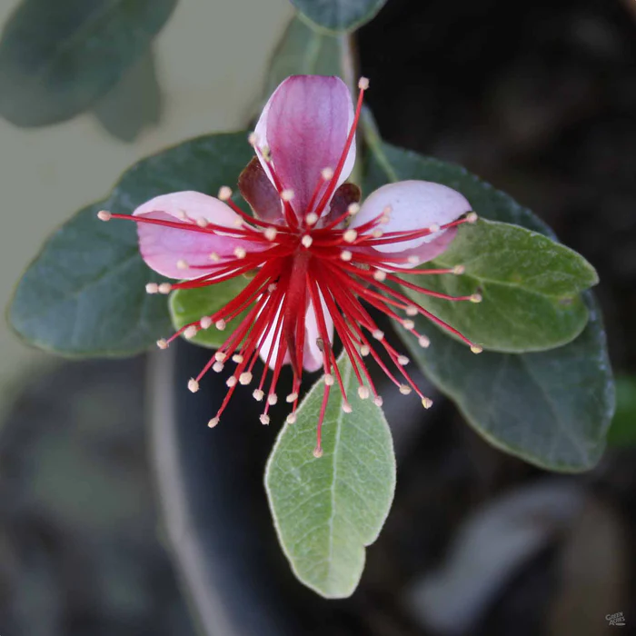 1508-pineapple-guava-2.webp Pineapple Guava