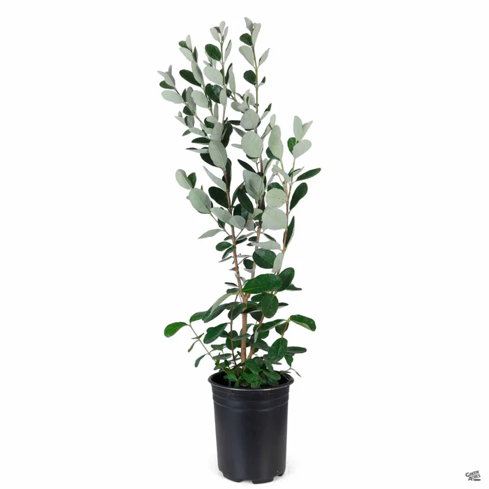 1508-pineapple-guava-3.webp Pineapple Guava