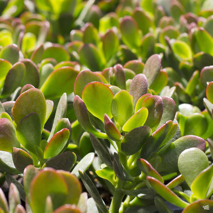 Crassula ovata 'Minor'