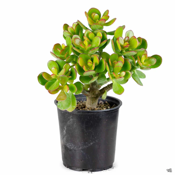 Crassula ovata 'Minor'