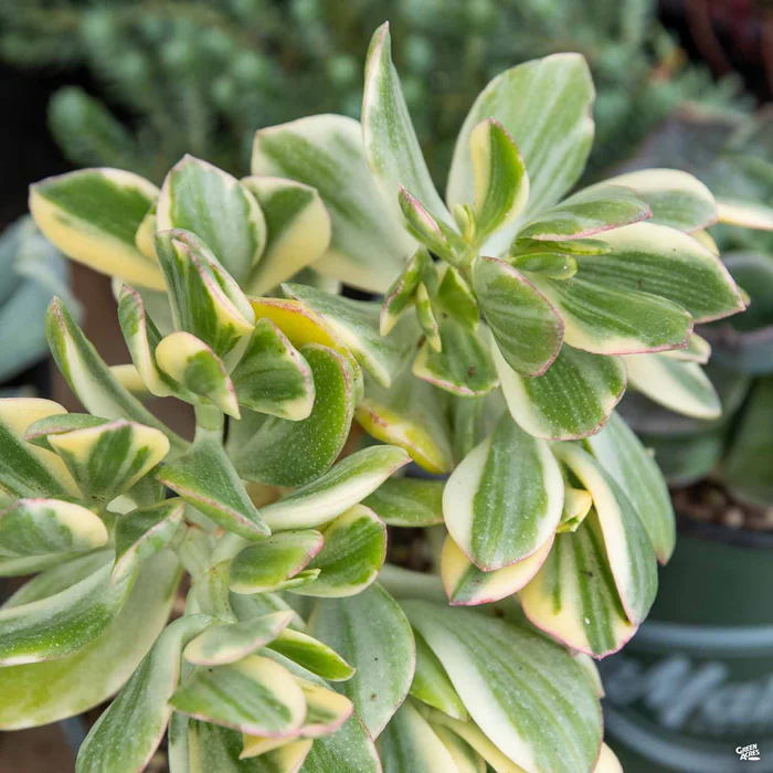 Crassula ovata 'Variegated'