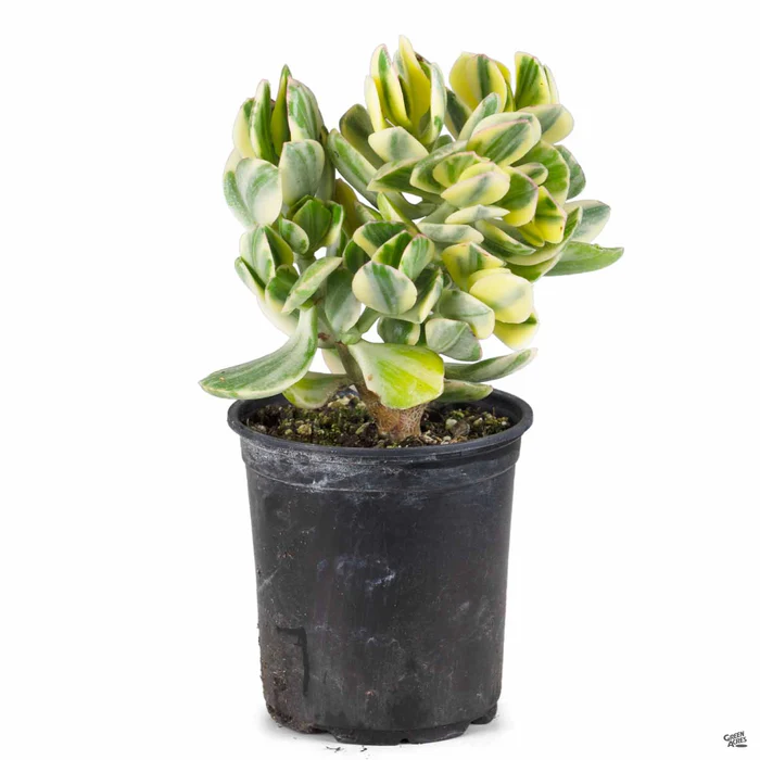 Crassula ovata 'Variegated'