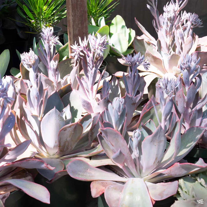 Echeveria 'Afterglow'