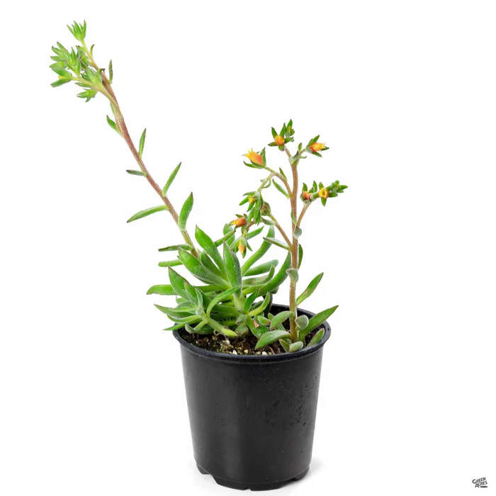 Echeveria 'Arrow'
