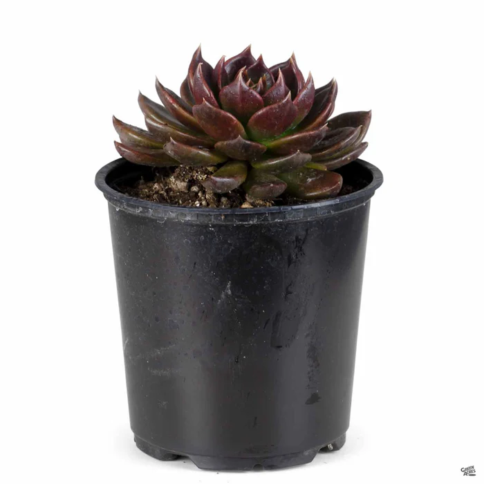 Echeveria 'Black Prince'