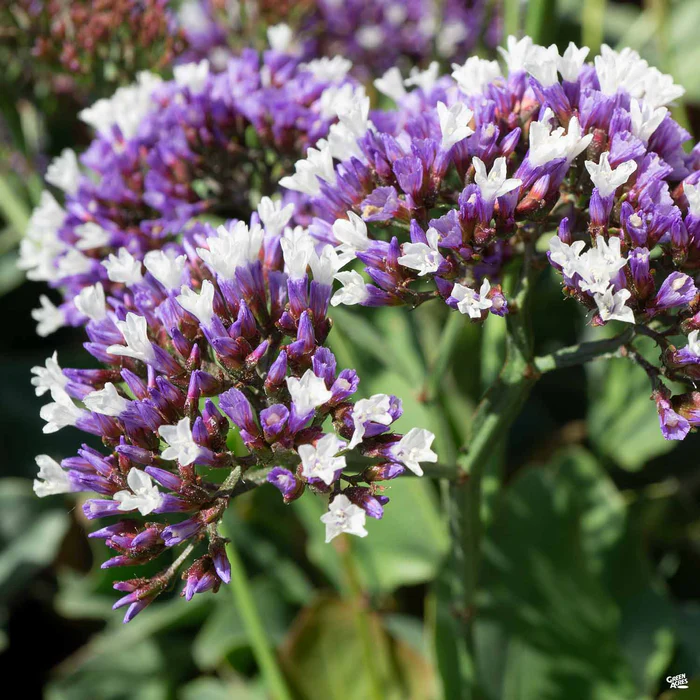 1516-sea-lavender-1.webp Sea Lavender