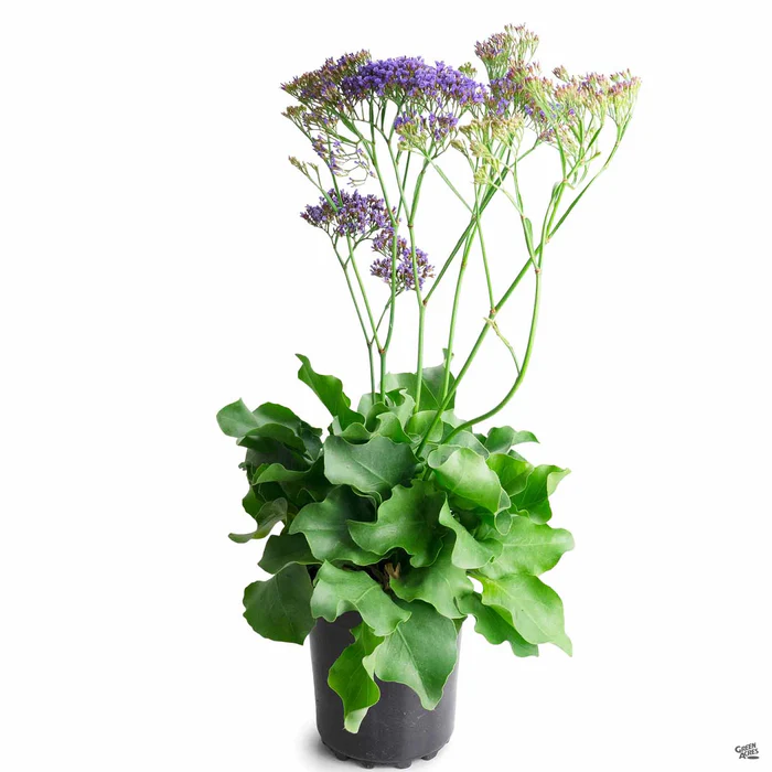 1516-sea-lavender-2.webp Sea Lavender