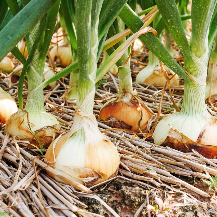 1517-onion-walla-walla-1.webp Onion 'Walla Walla'