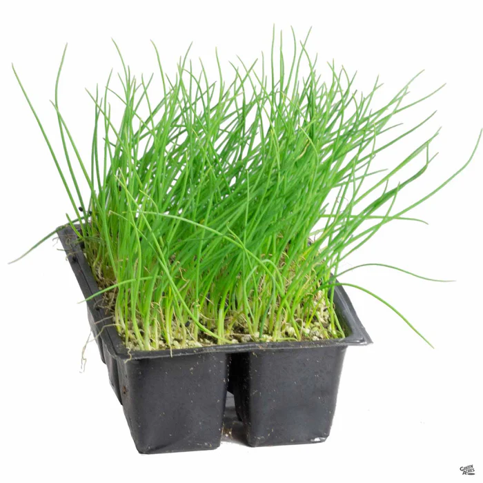 1517-onion-walla-walla-2.webp Onion 'Walla Walla'