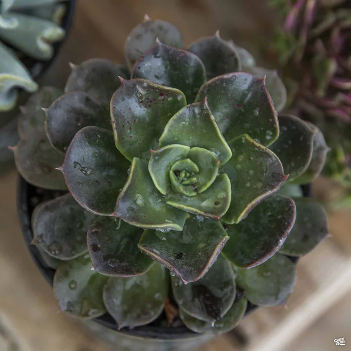 Echeveria 'Blue Prince'