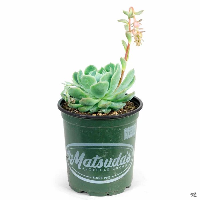 Echeveria 'Elegans'