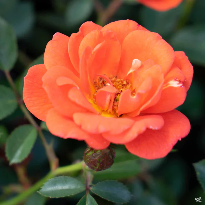 All a' Twitter Miniature Rose
